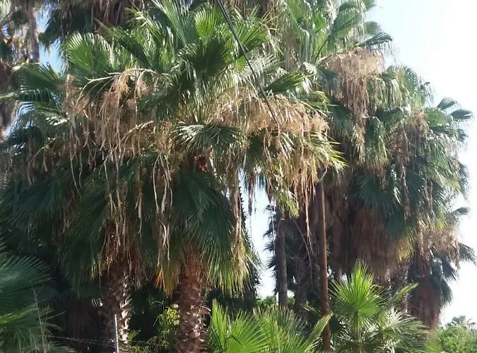 La Playita *